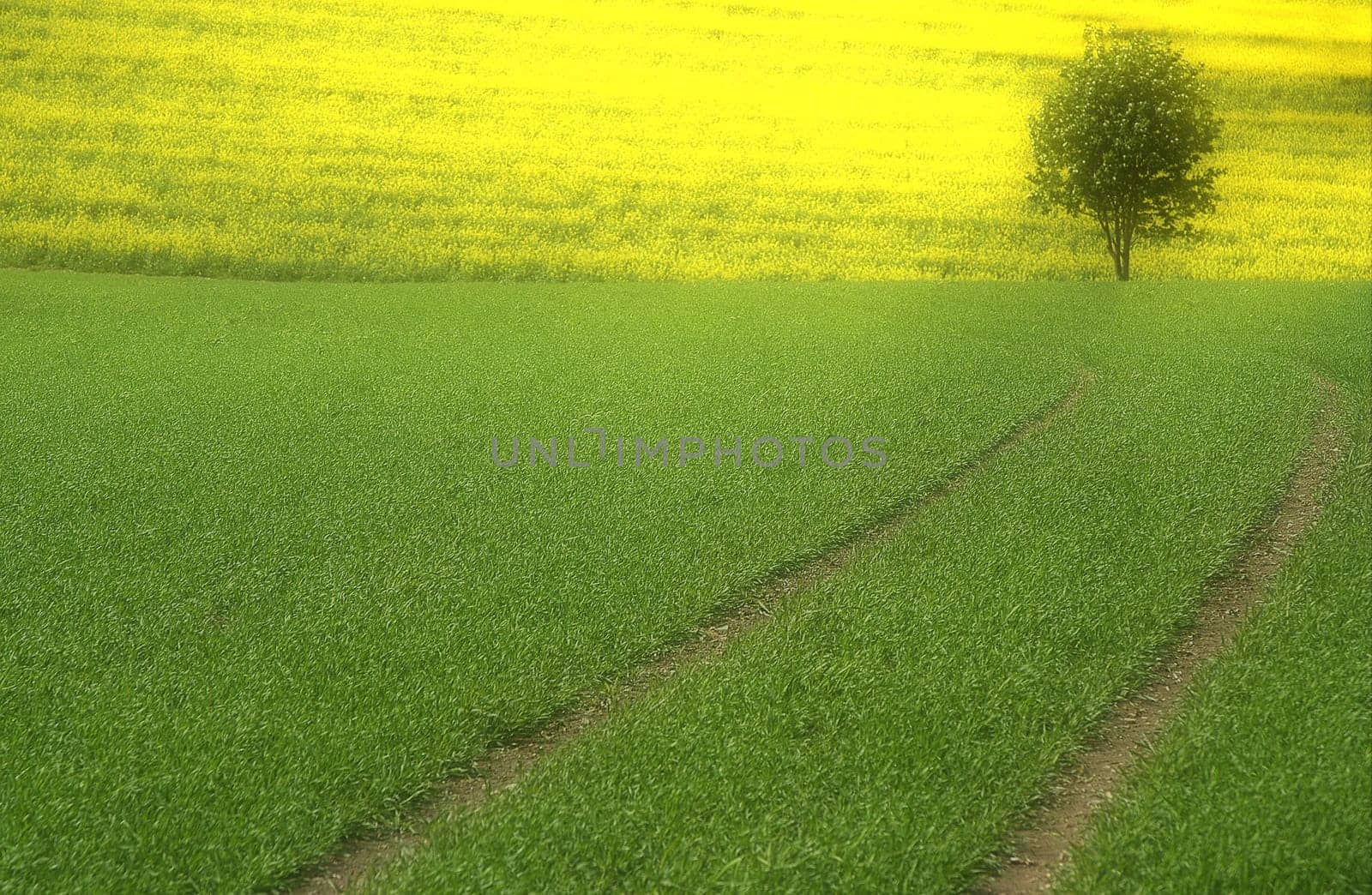 Summer meadow