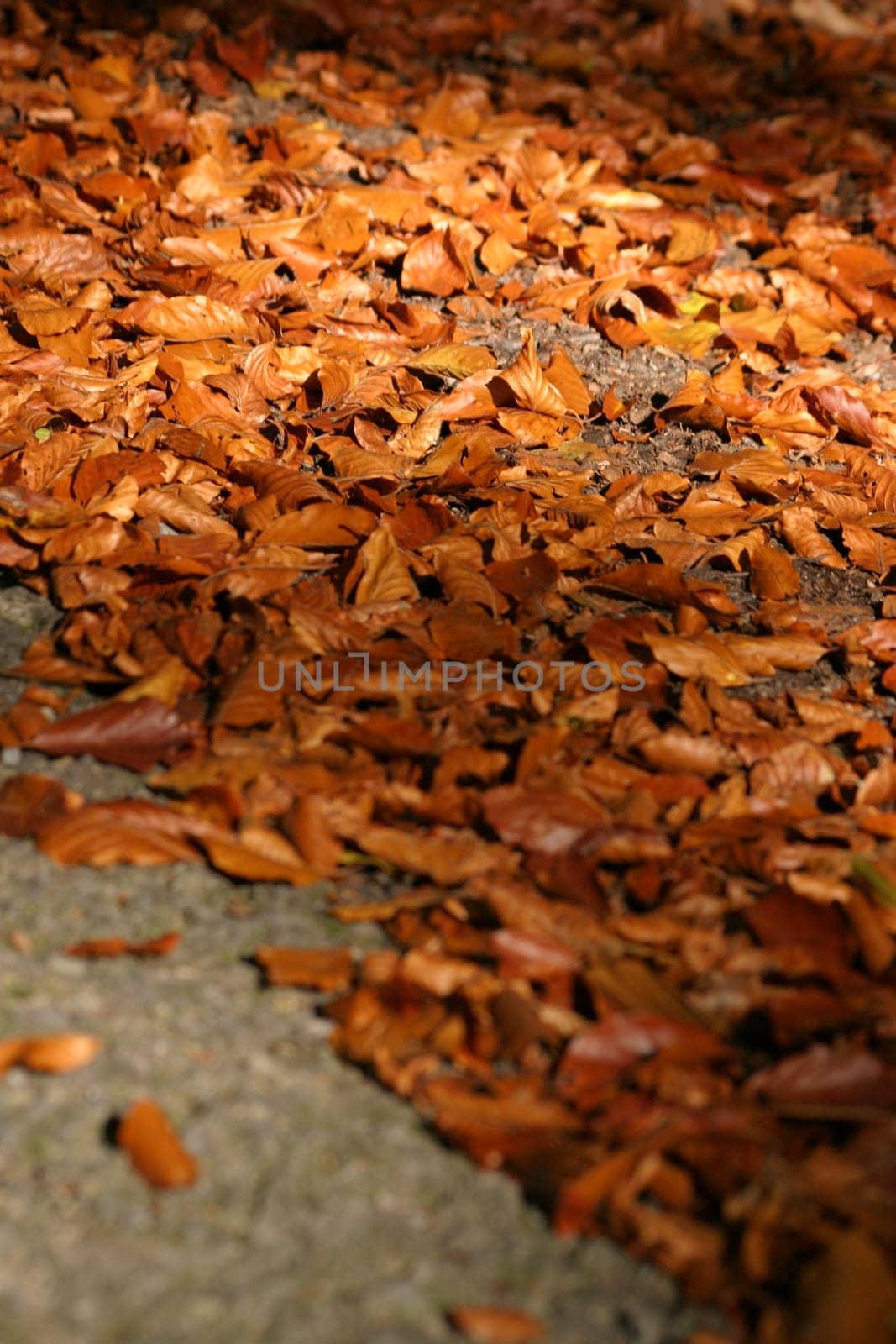 Leaves on the streets