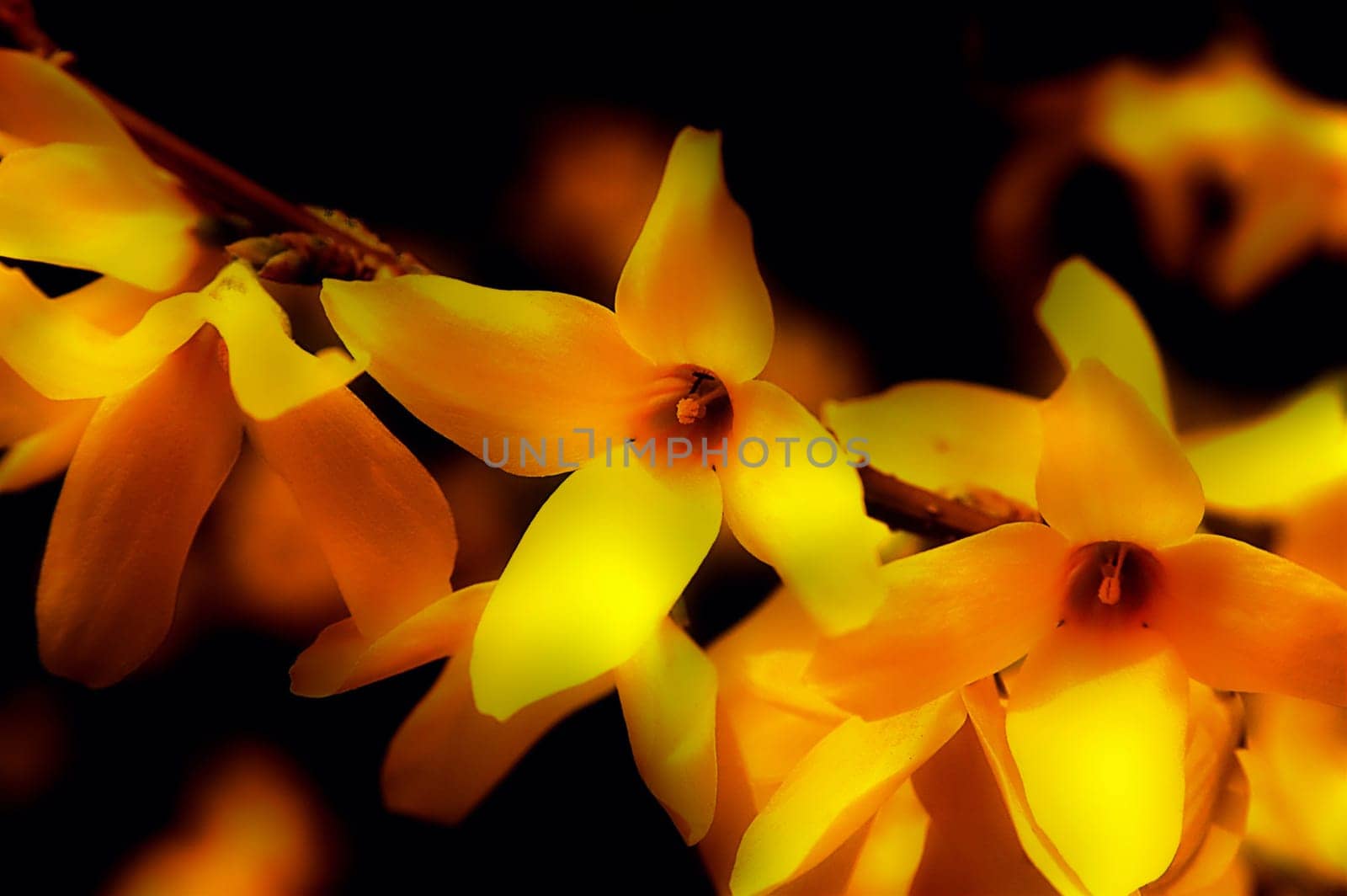 Forsythia 2