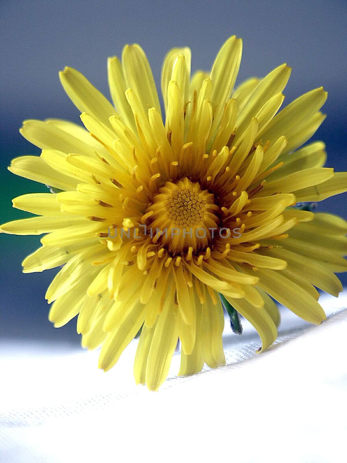 Dandelion 1