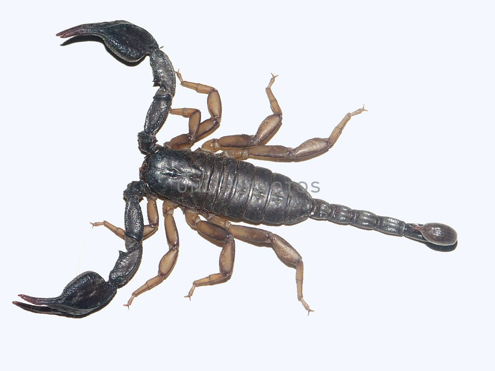 Scorpio 4