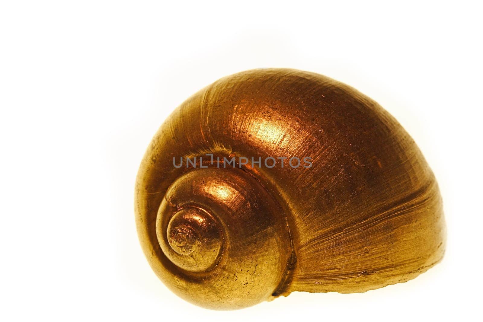 Snail-shell