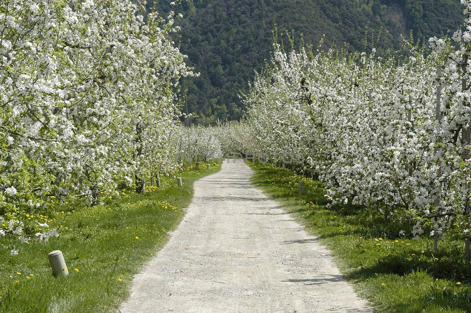 Apple Blossom 4