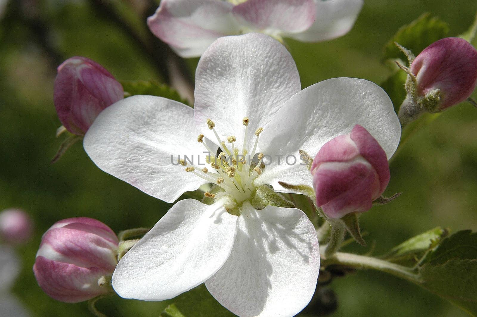 Apple Blossom 8