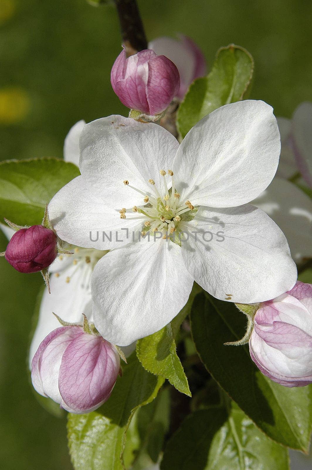 Apple Blossom 6