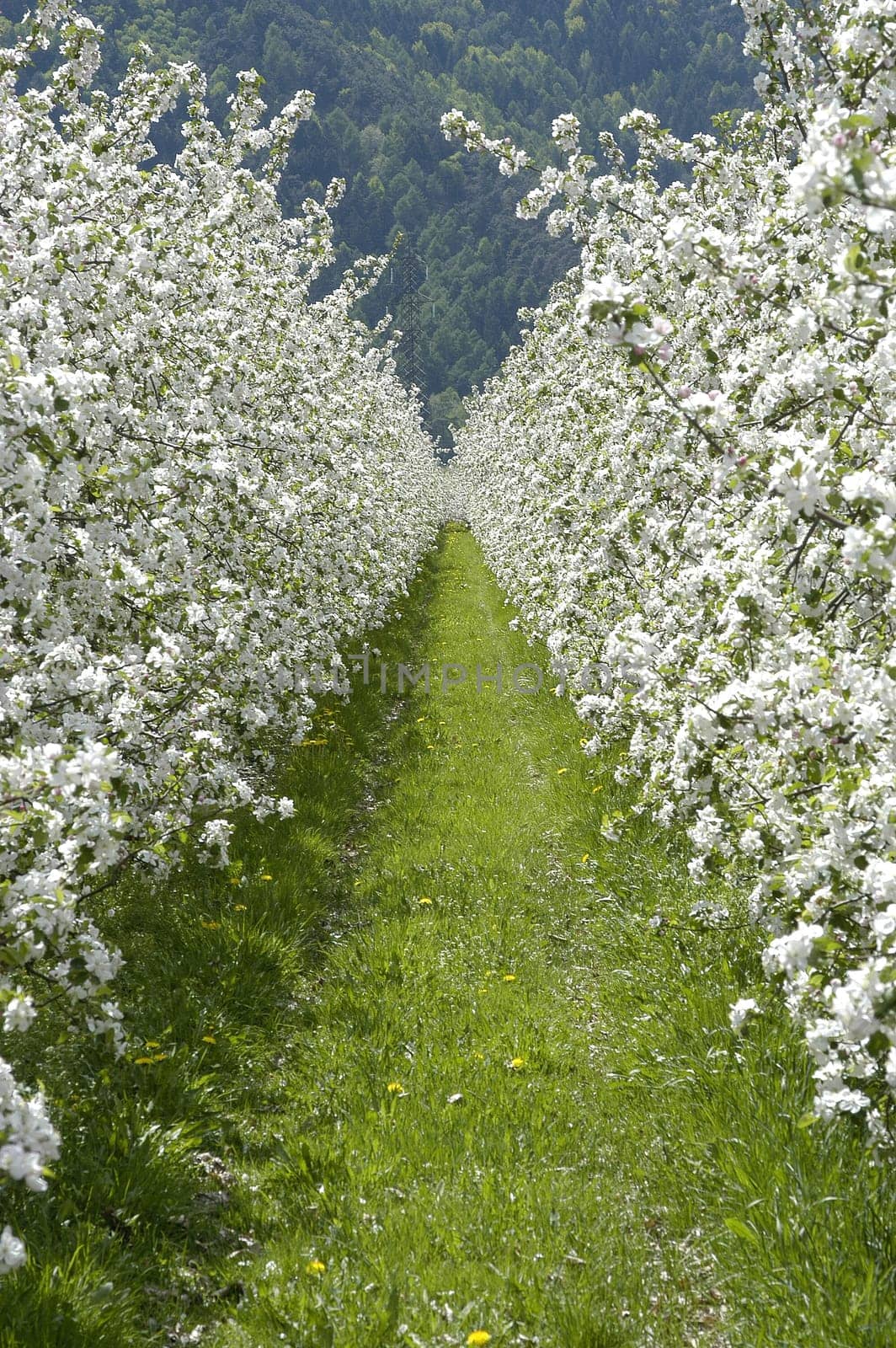 Apple Blossom 5