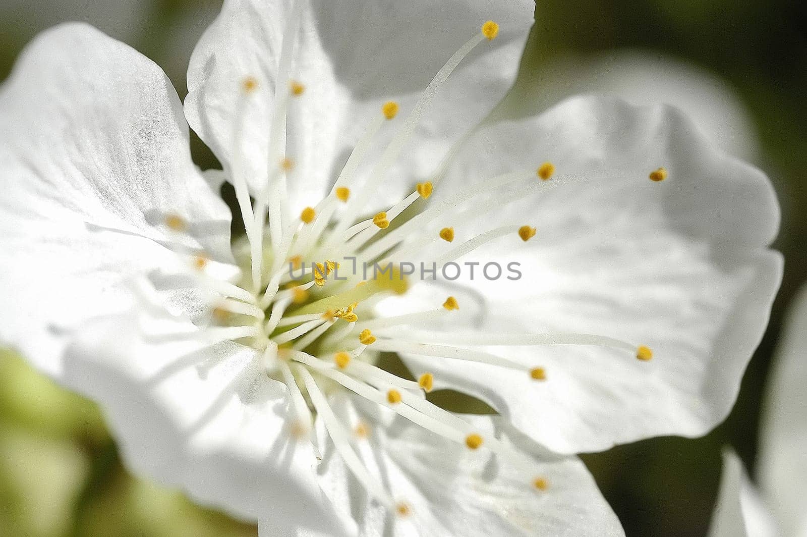 Apple Blossom 10
