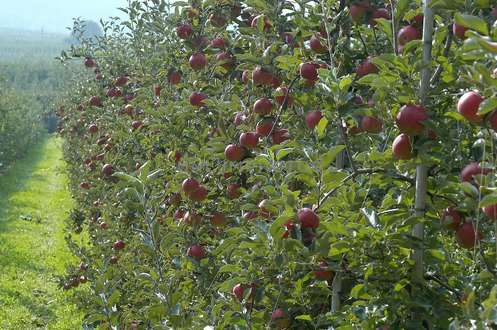Apple trees
