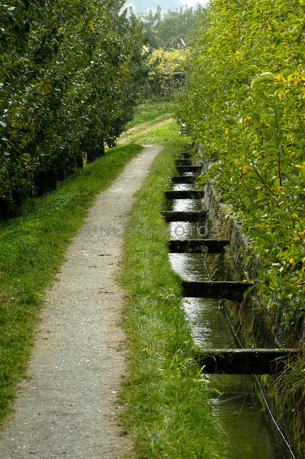 Apple trees