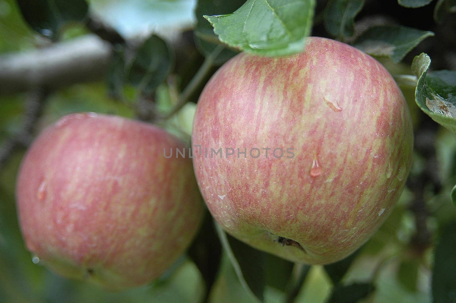 Apples 1