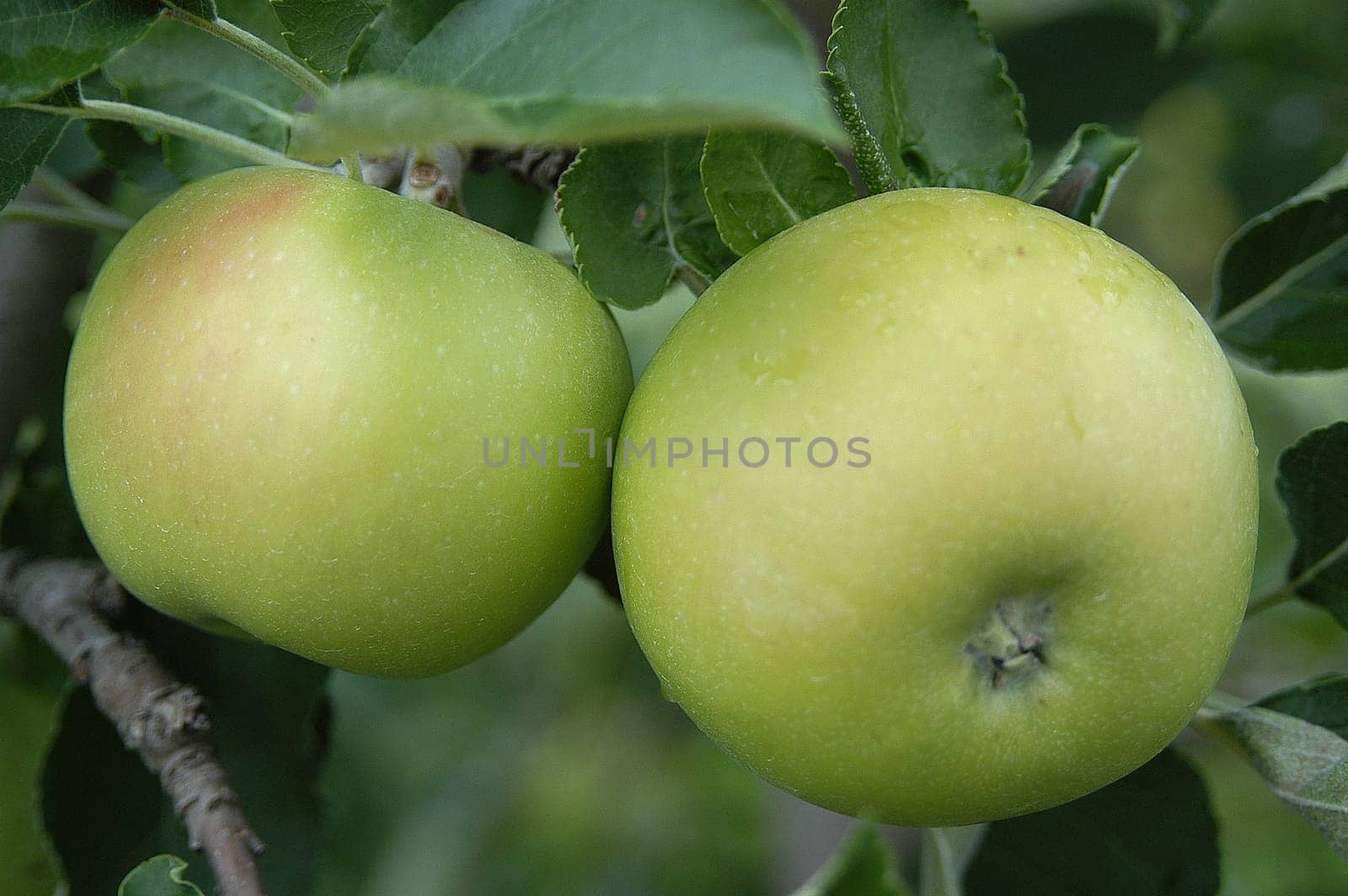 Apples 2