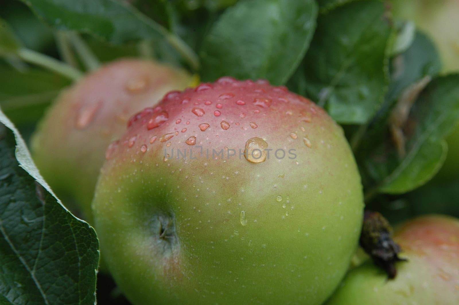 Apples 6