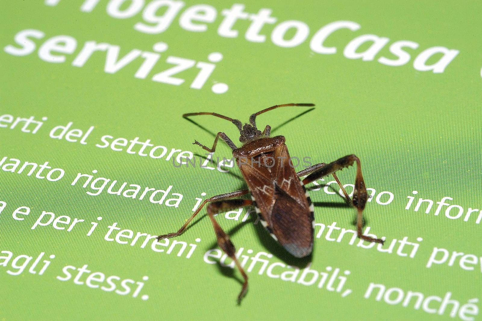 Beetle