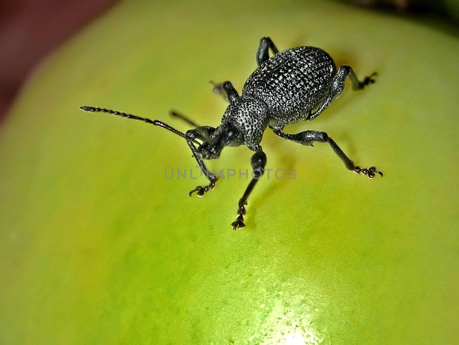 Beetle