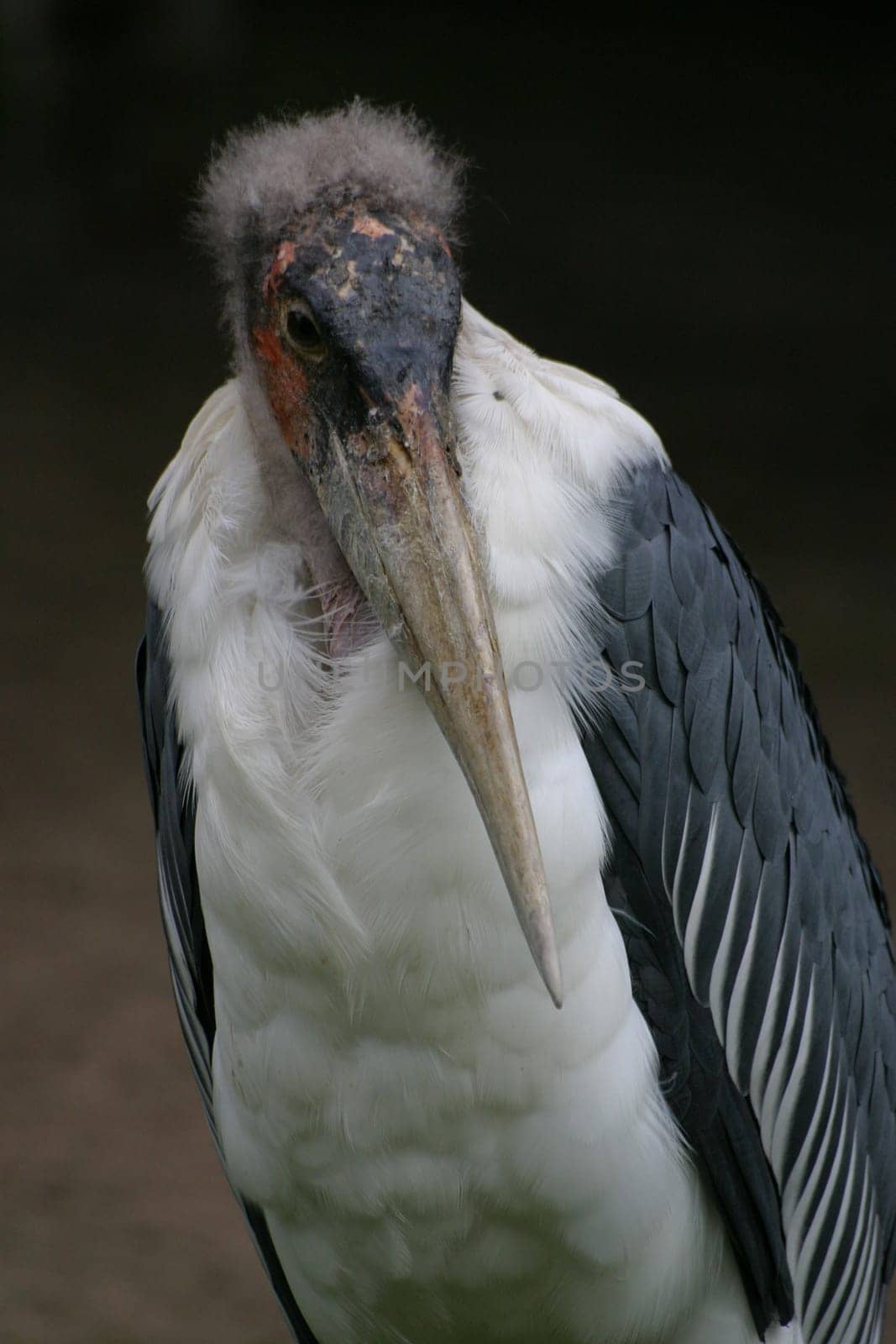 Marabu Portrait
