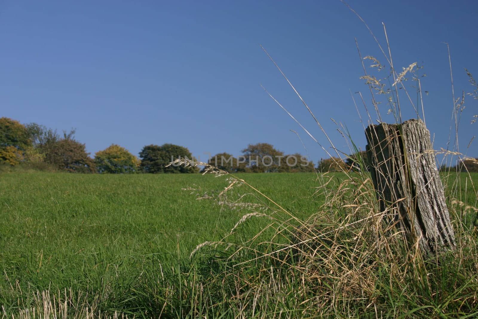 Lonely stake