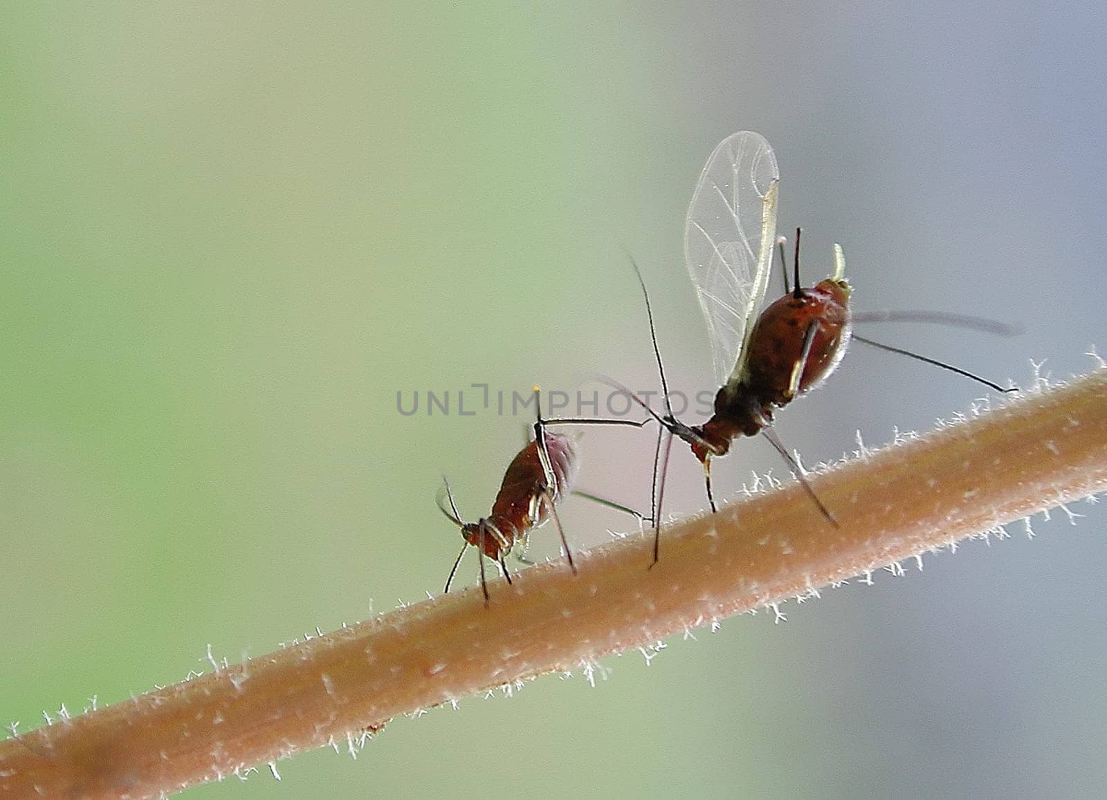 Tightrope walk of the lice
