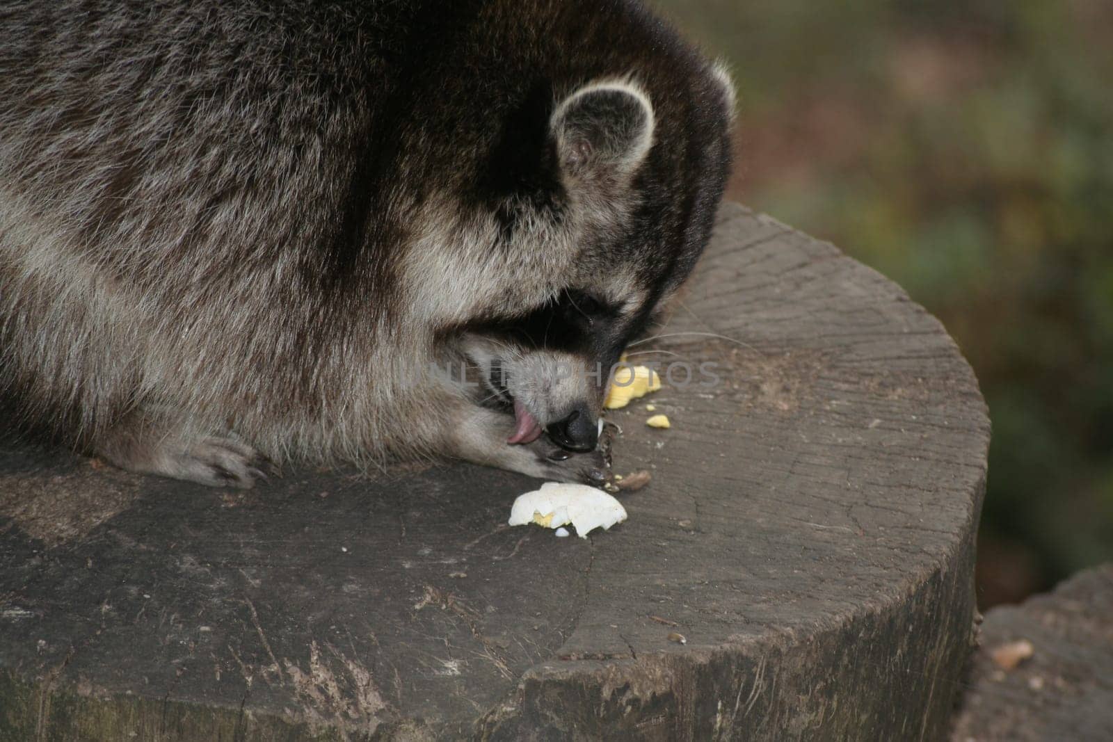 Raccoon 2