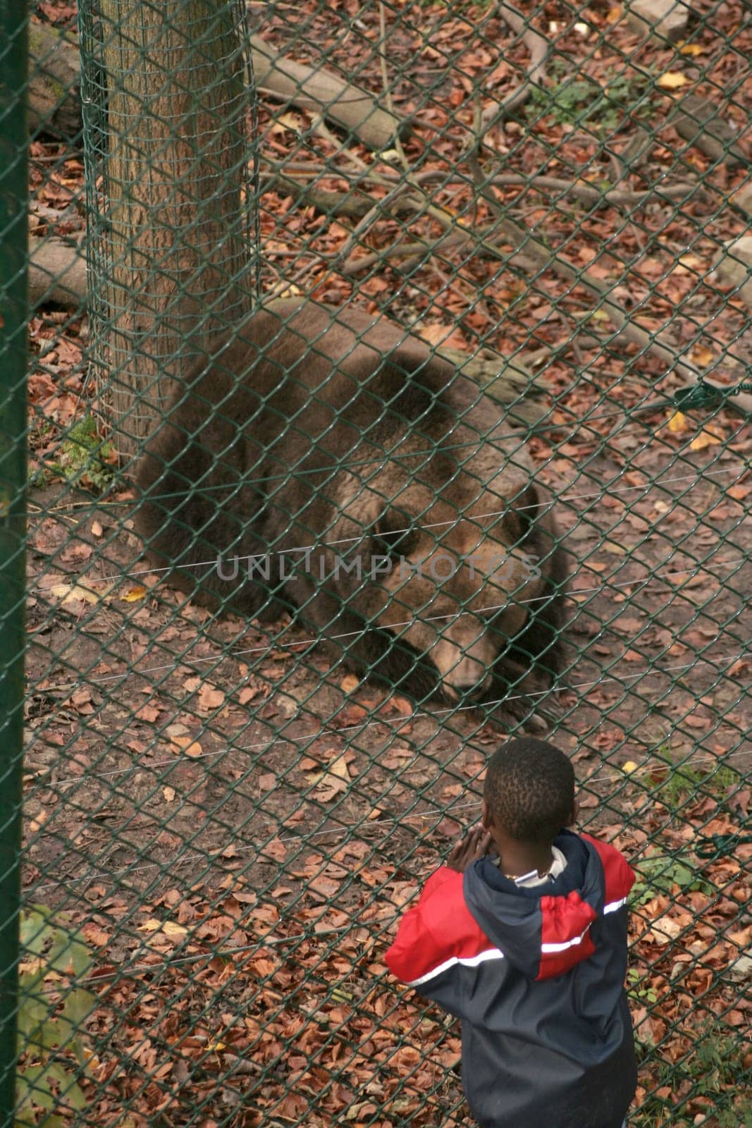 One of many tortured bears who are given the opportunity to live a species-appropriate life without torture in the Worbis Bear Park.