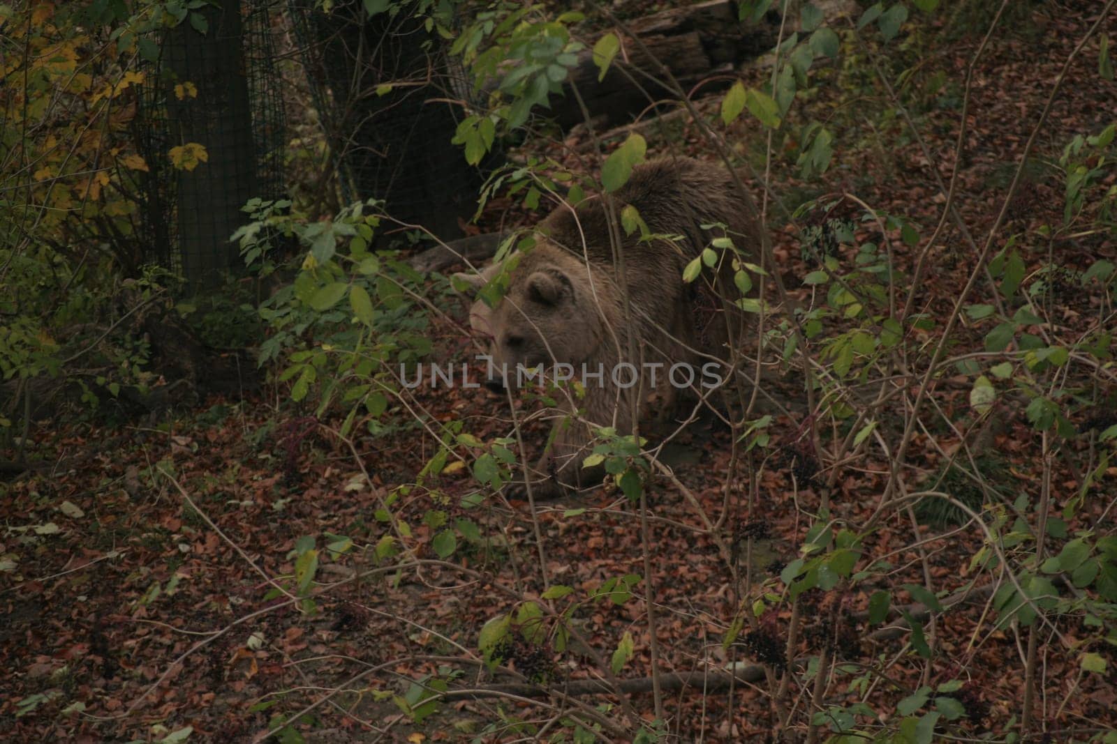 One of many tortured bears who are given the opportunity to live a species-appropriate life without torture in the Worbis Bear Park.