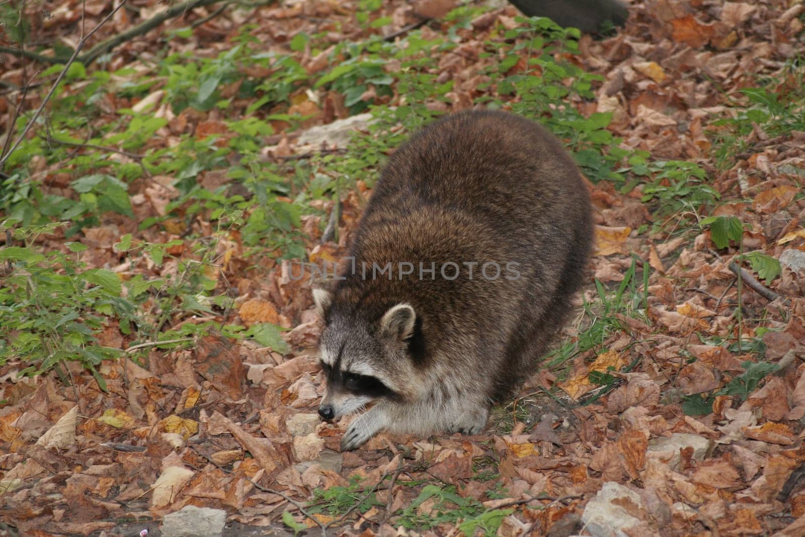 Raccoon 1