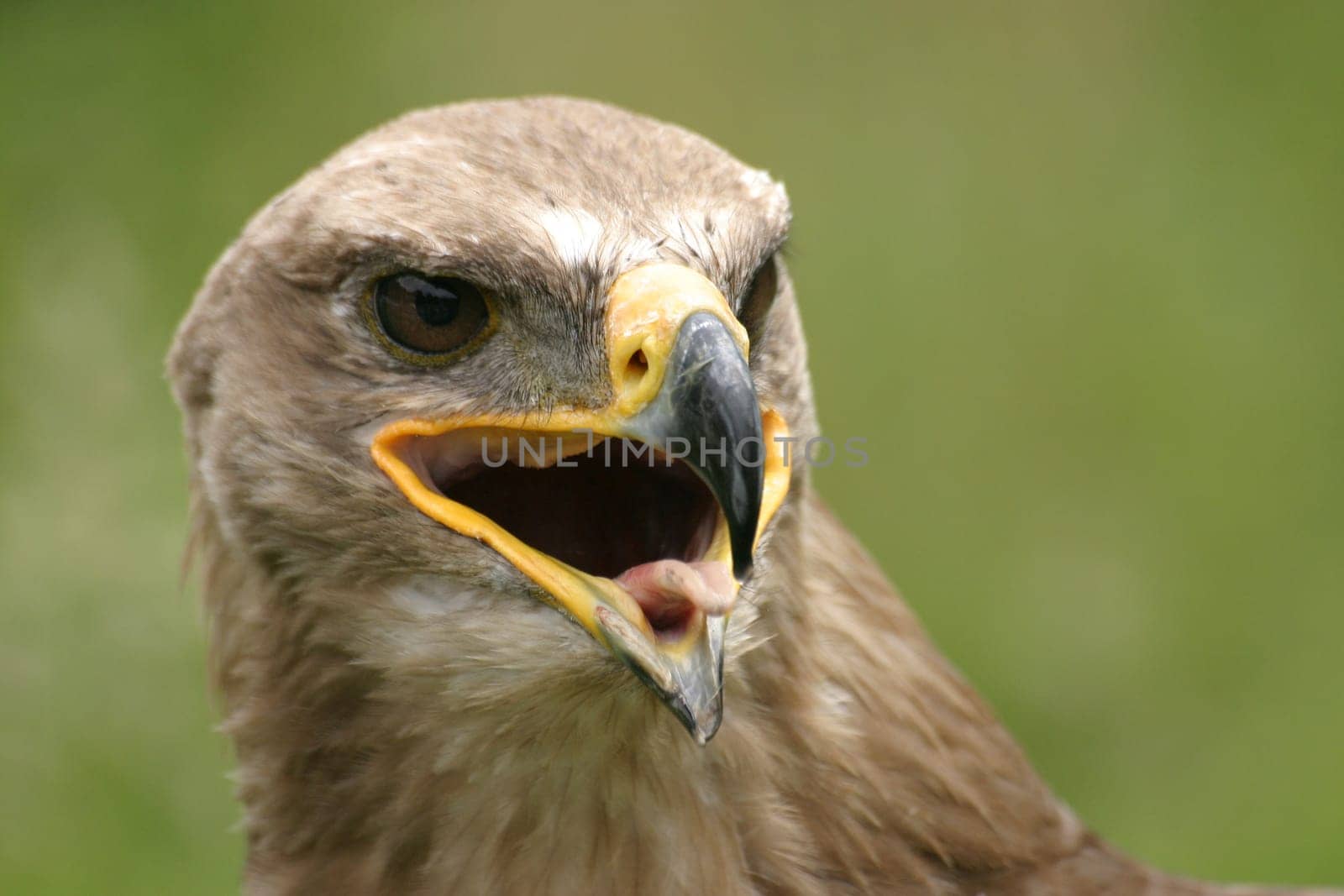 Steppe eagle