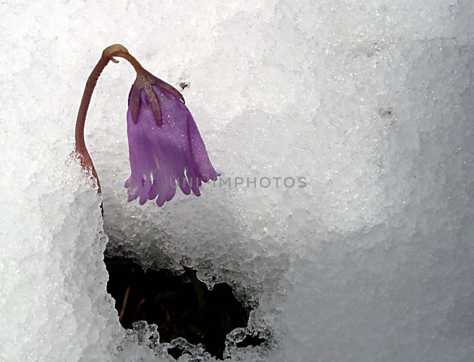 taken on 11/07/04 after a sudden cold snap in the Alps