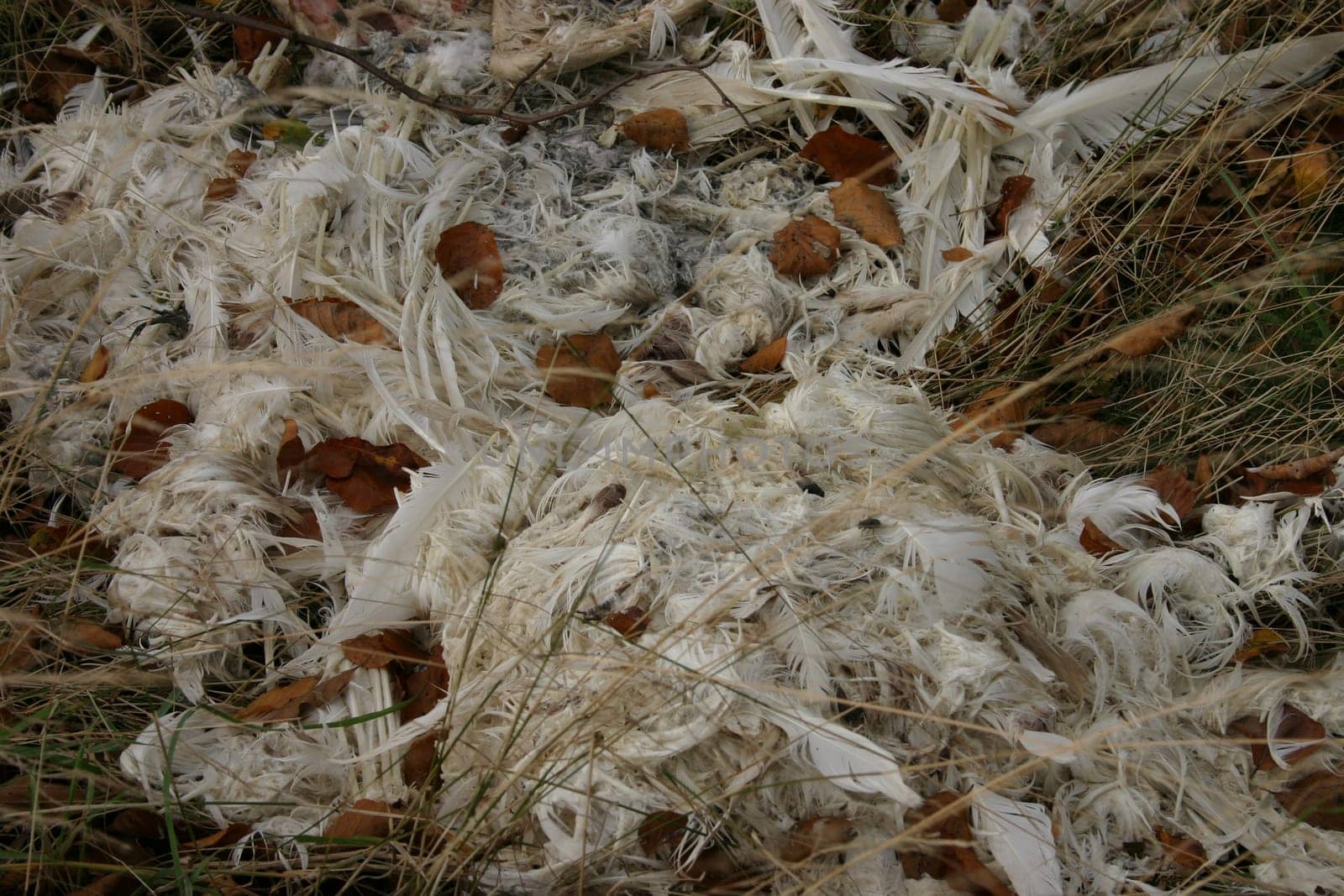 An example of illegal slaughterhouse waste disposal in the wild as a side effect of bird flu hysteria!