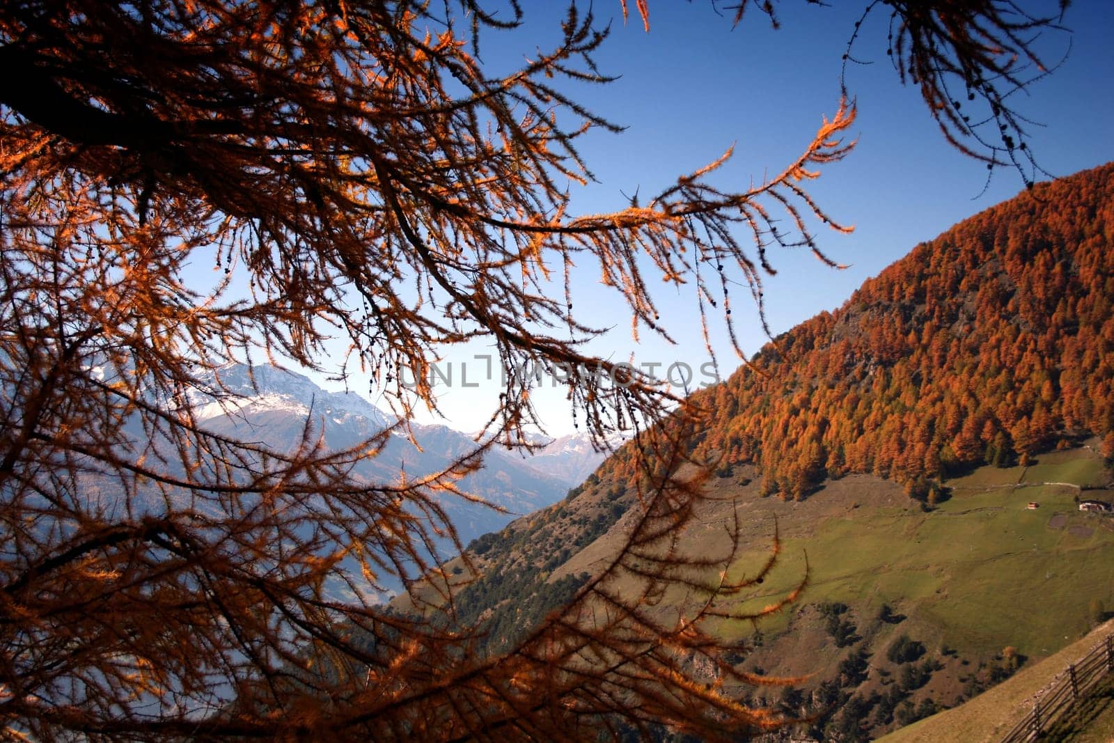 golden autumn