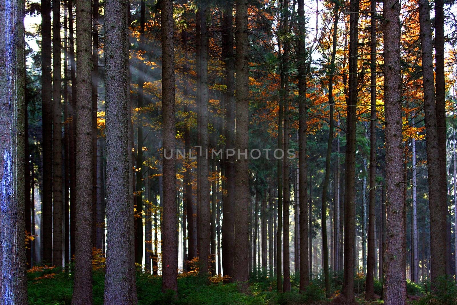 Glade III