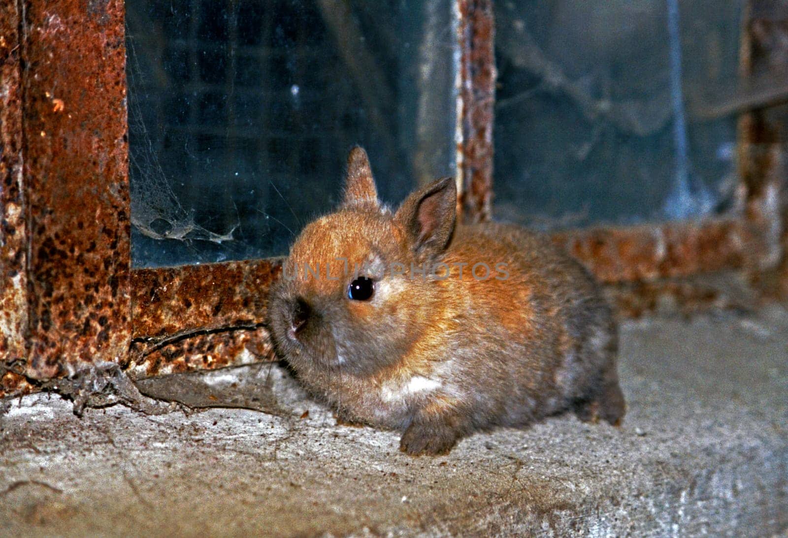 Rabbit6