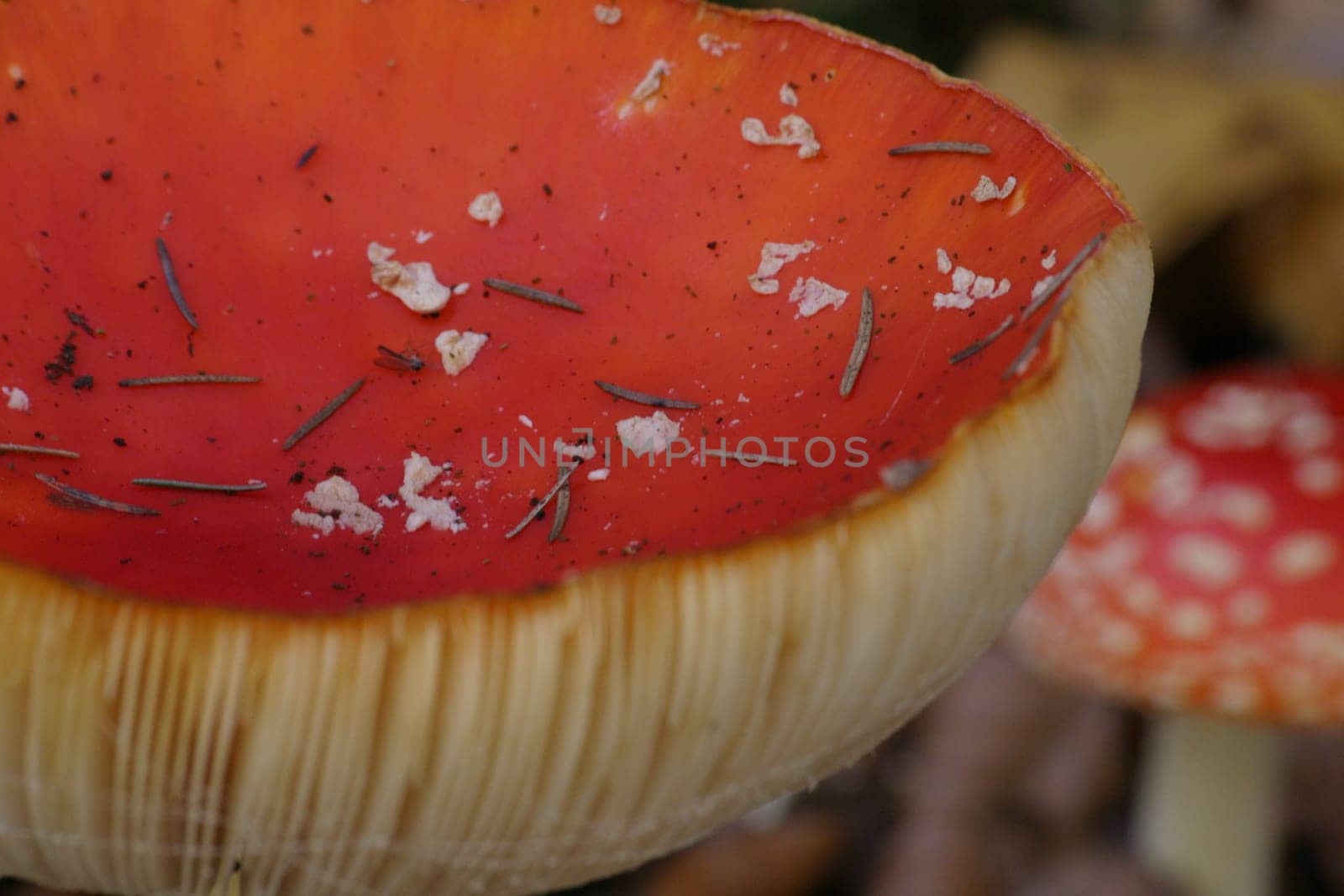 Toadstools