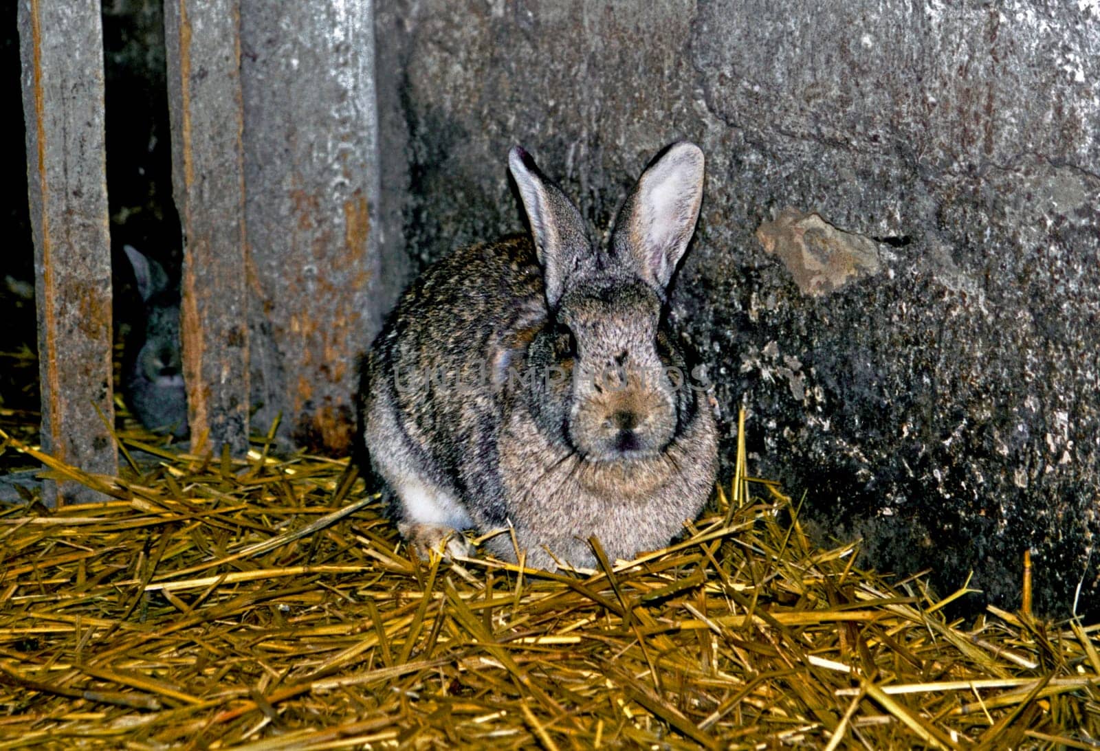 Rabbit5