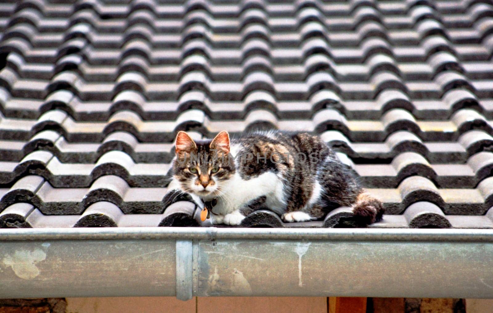 Cat13