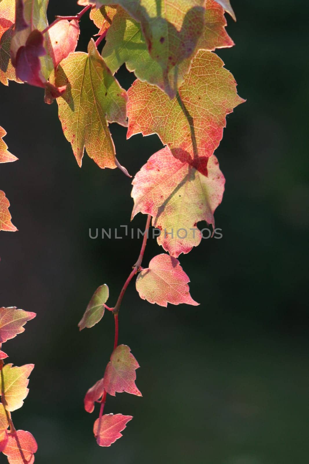 low sun illuminates leaves,aperture correction -1,1/200 sec. F 6.3 Telephoto 200mm