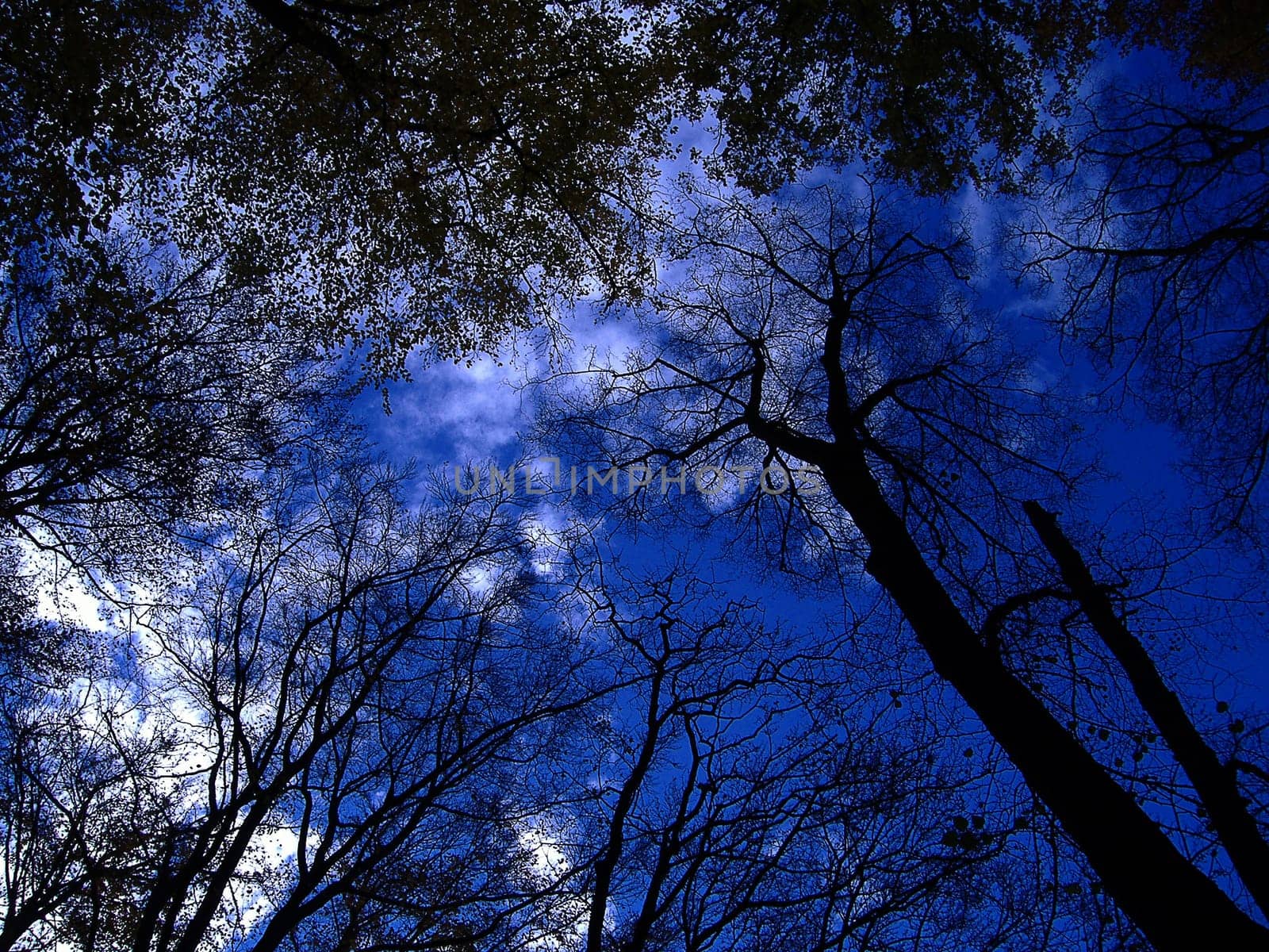 Light Break-in in the Dark Forest