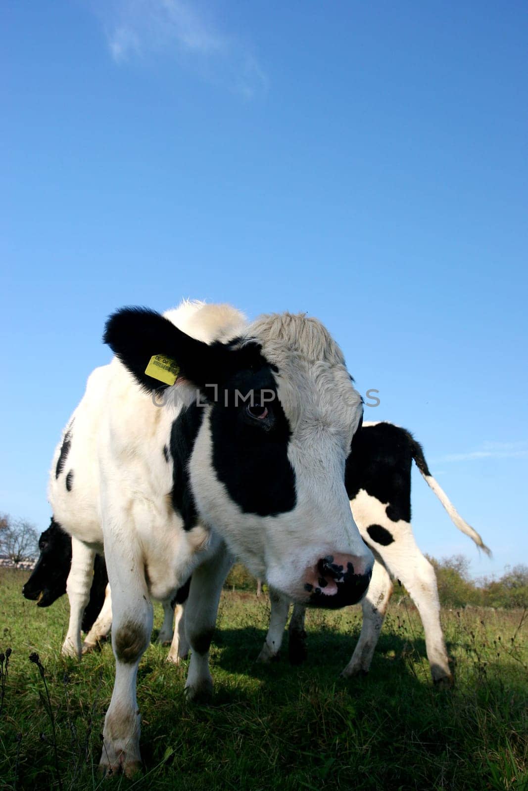 The cow looked so interestedly at my camera that she almost licked it  )  Cute animal  )