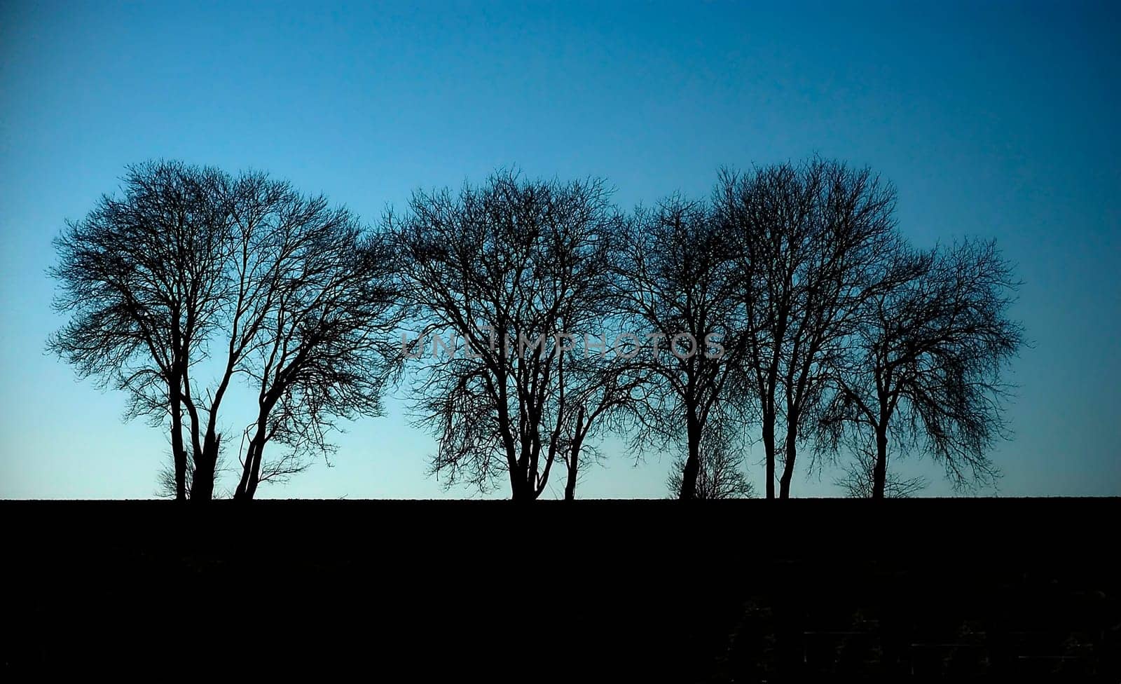 Dawn