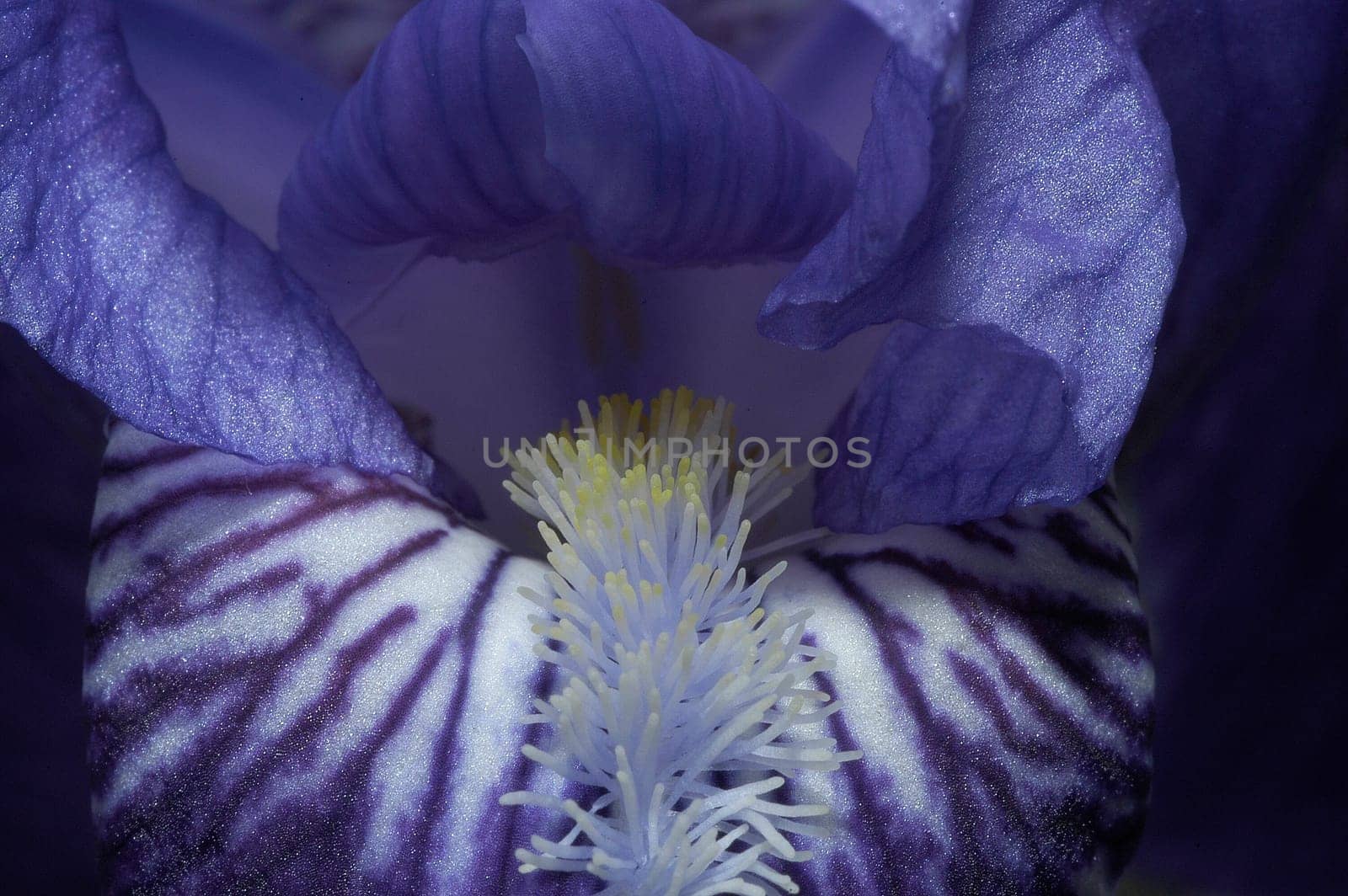Iris 1