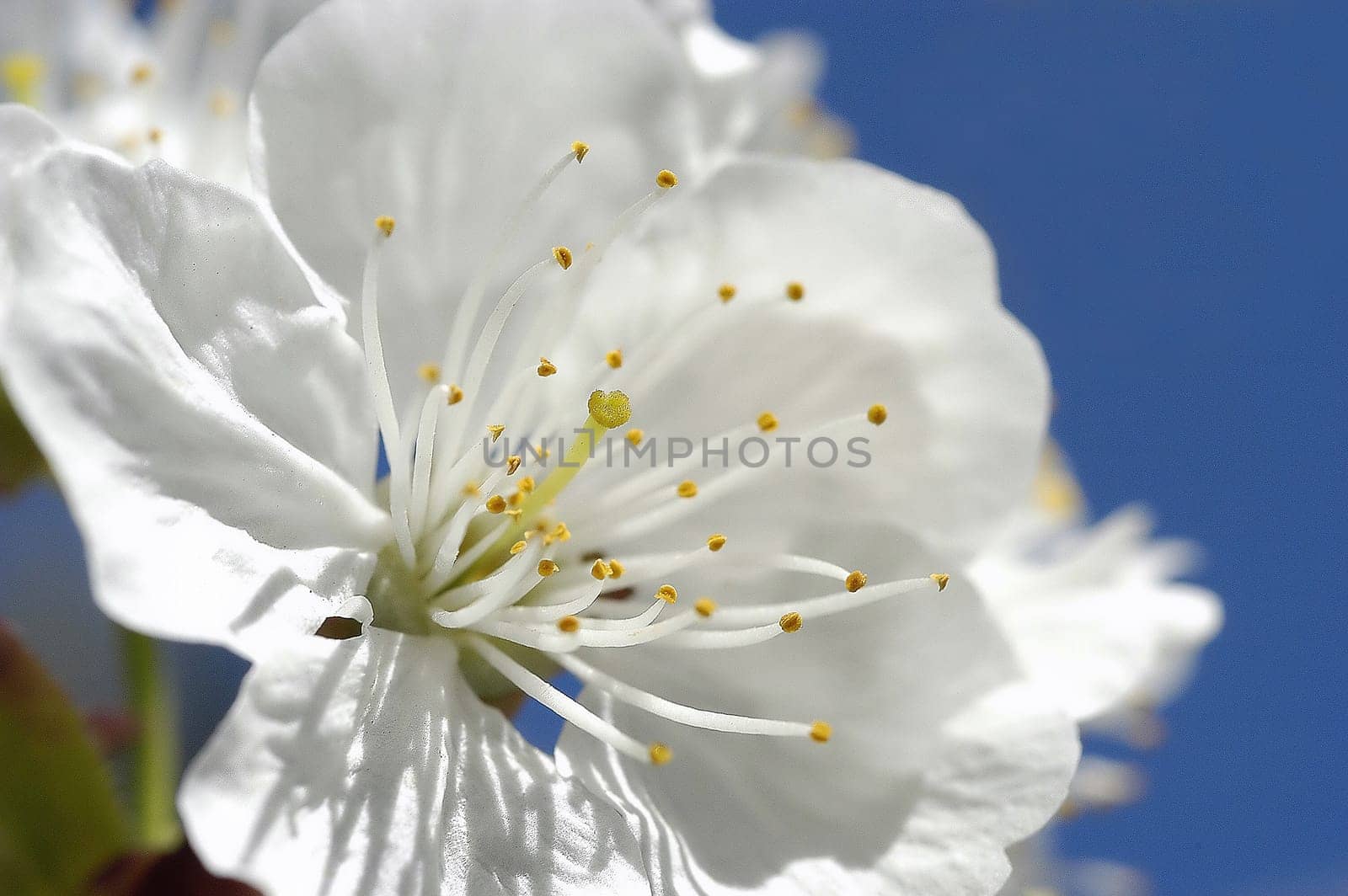 Cherry Blossom 3