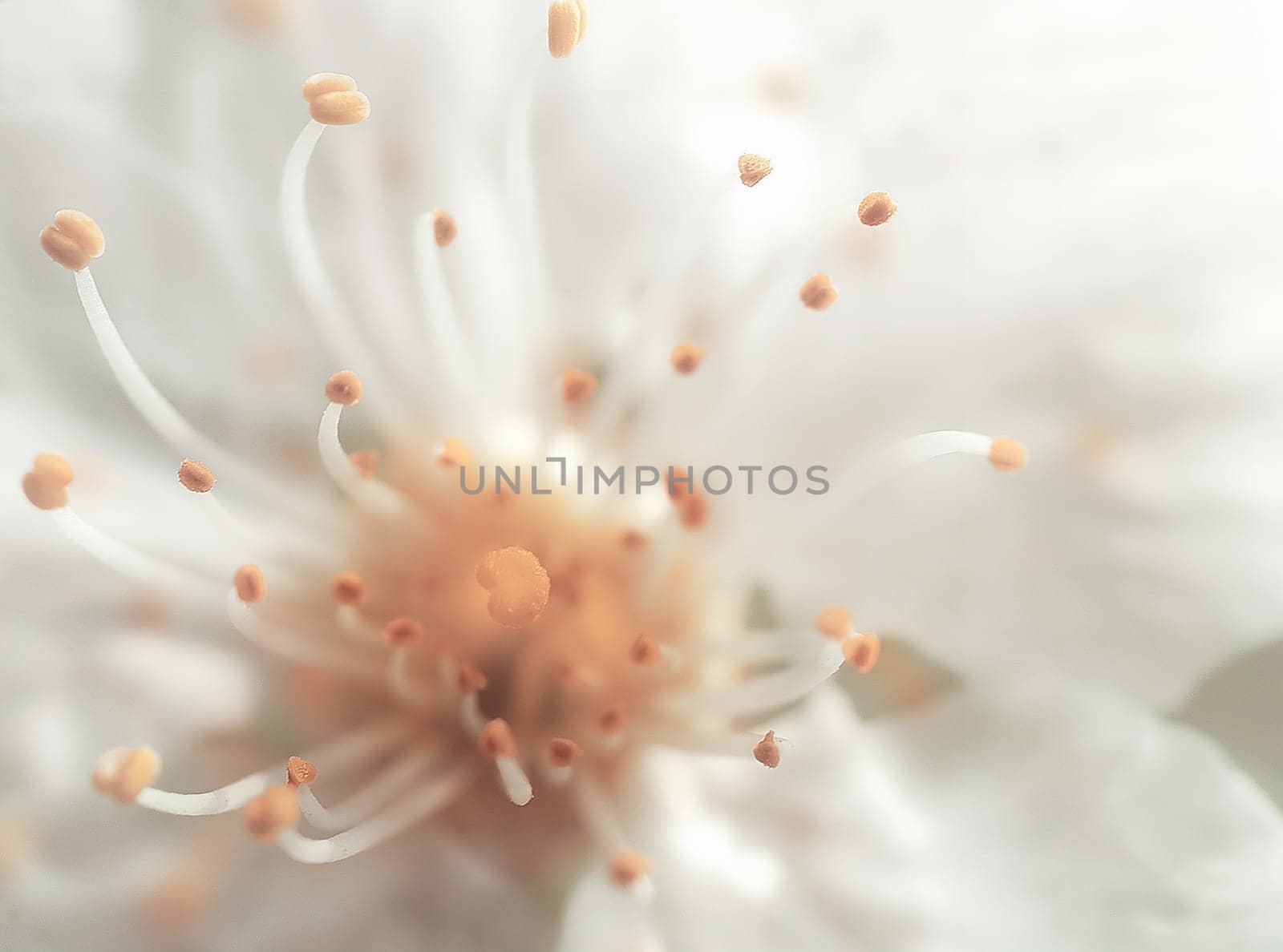 Cherry Blossom 2