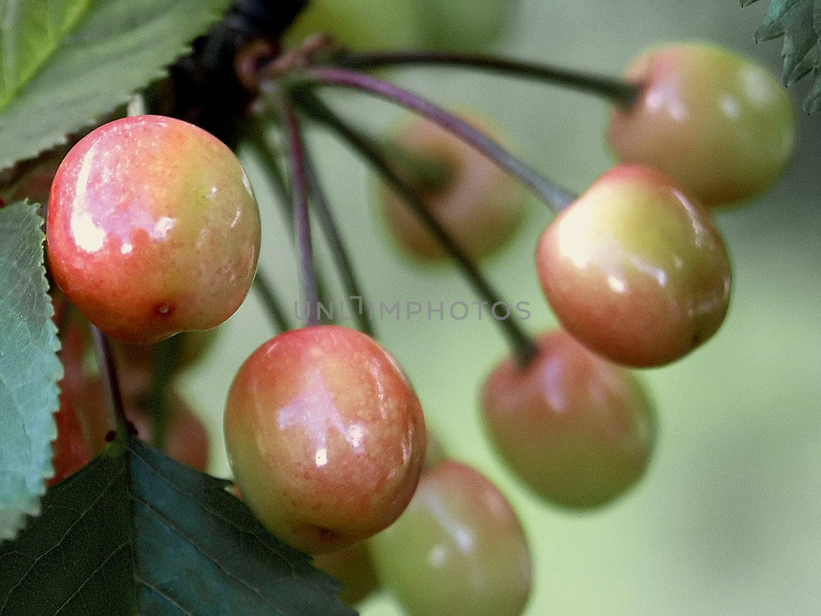 Cherries 3