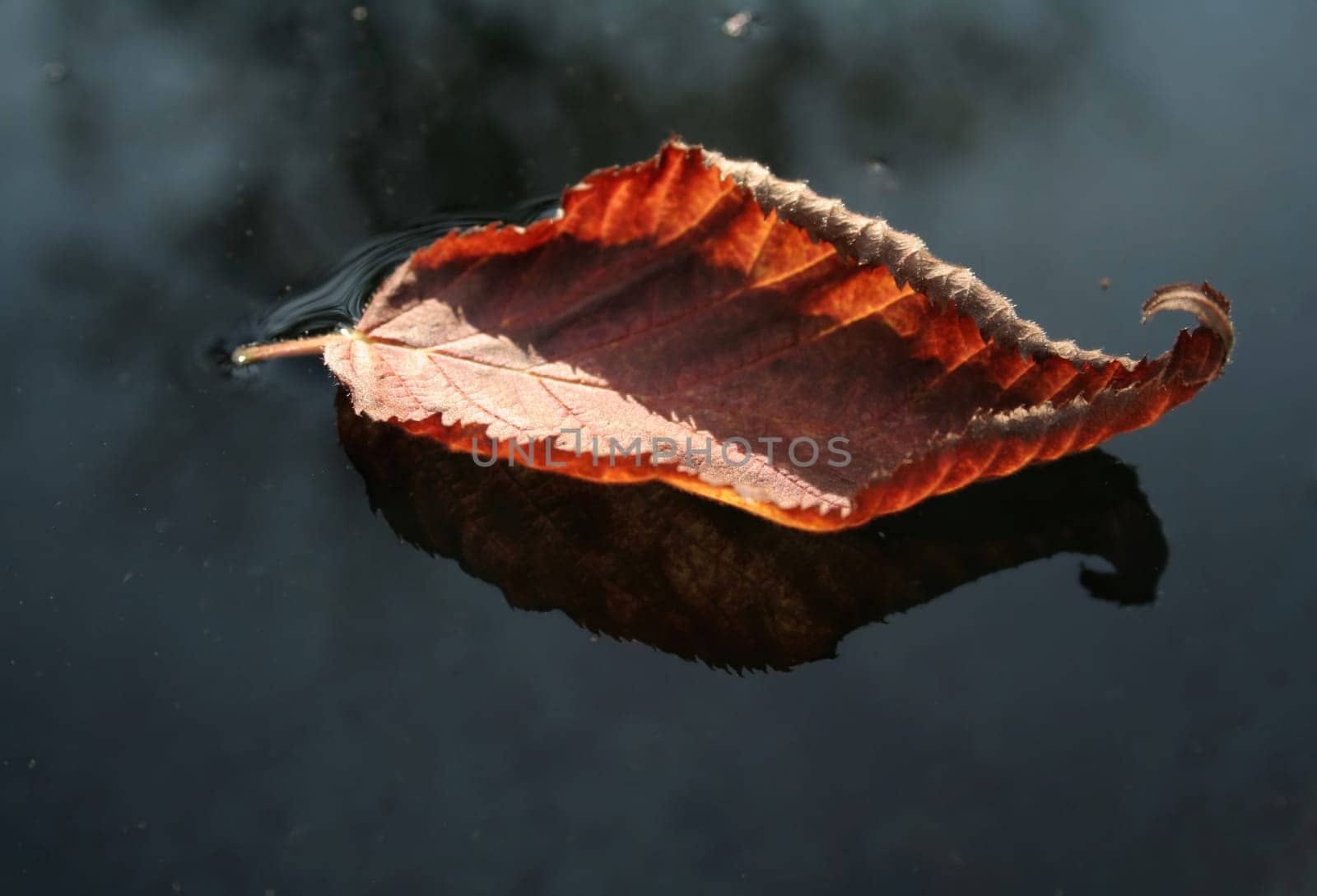 Autumn boat