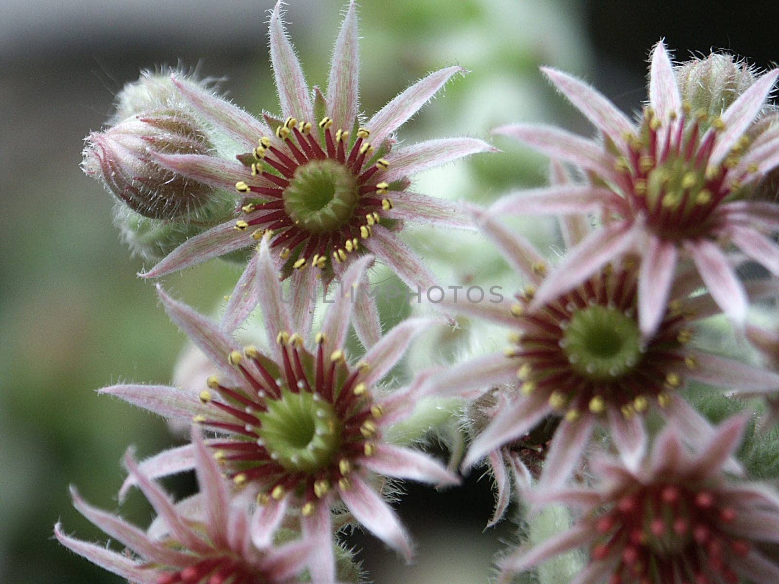 Cactus flowers