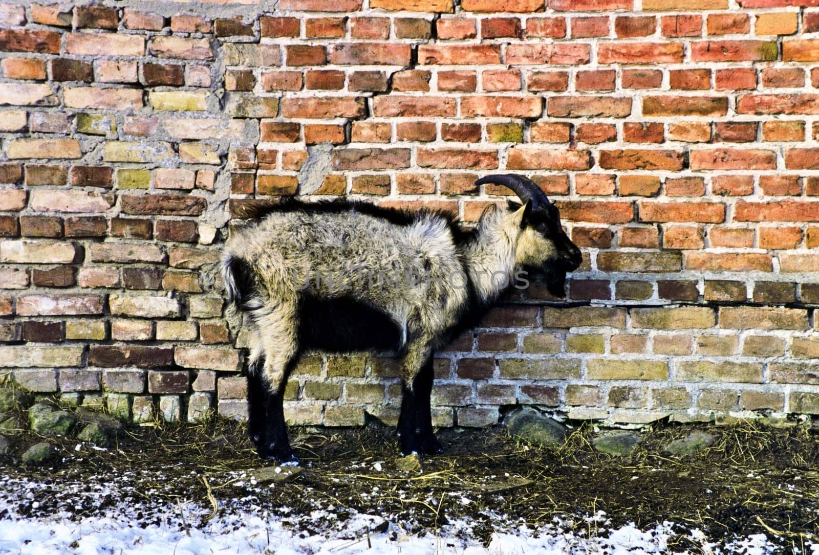 Goat4