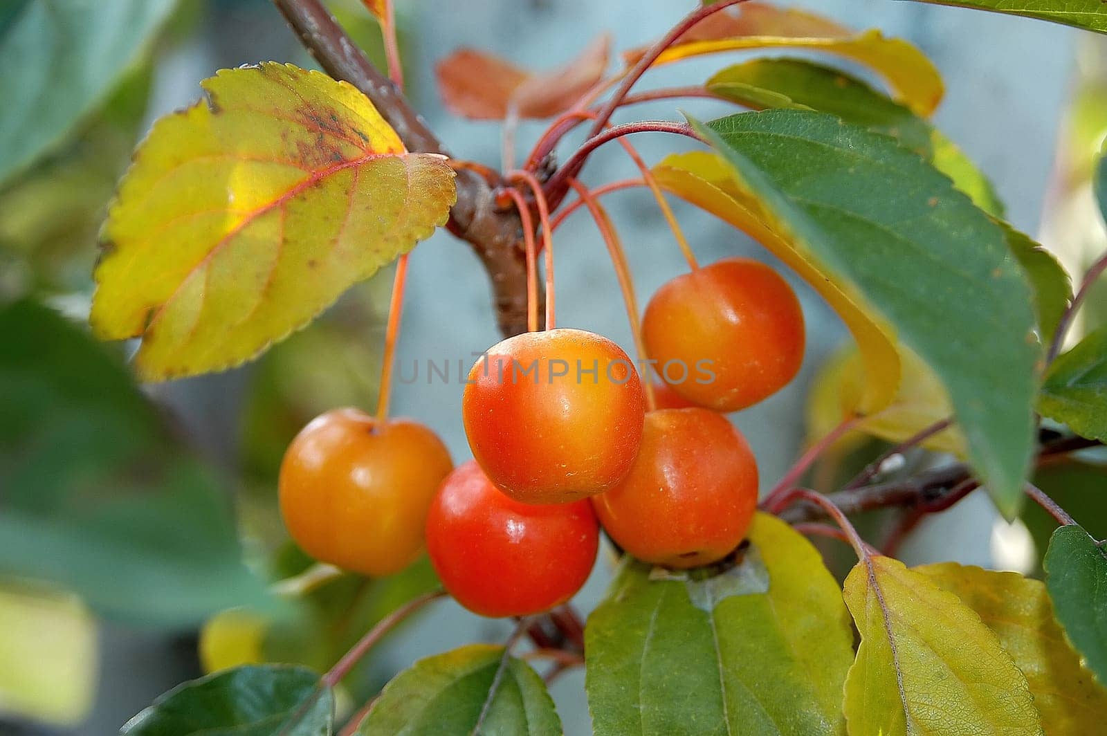Cherries 1