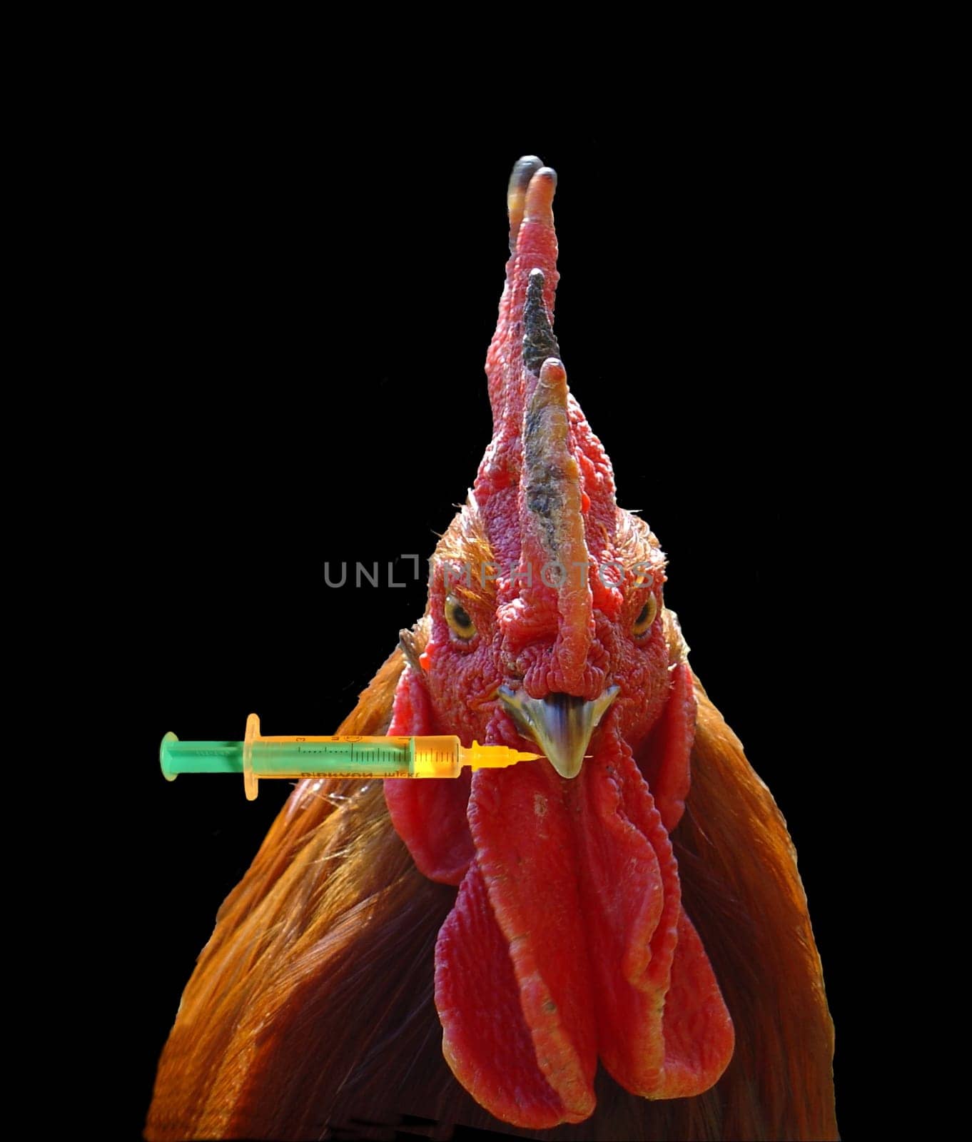 Self-help group - Avian influenza