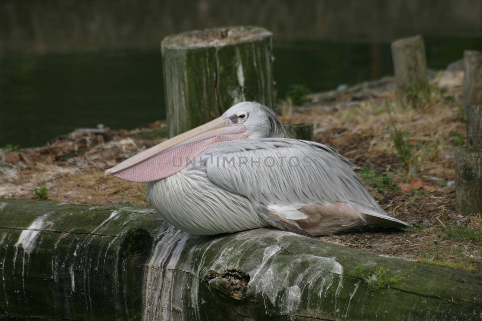 Eastern white pelican