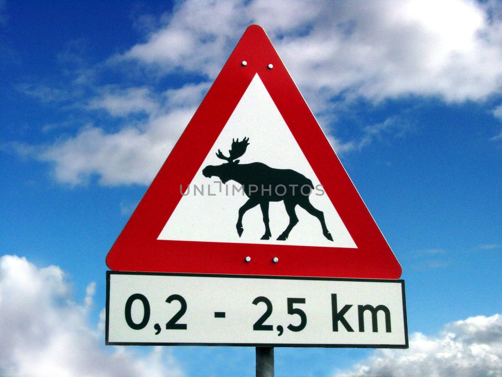 Attention moose