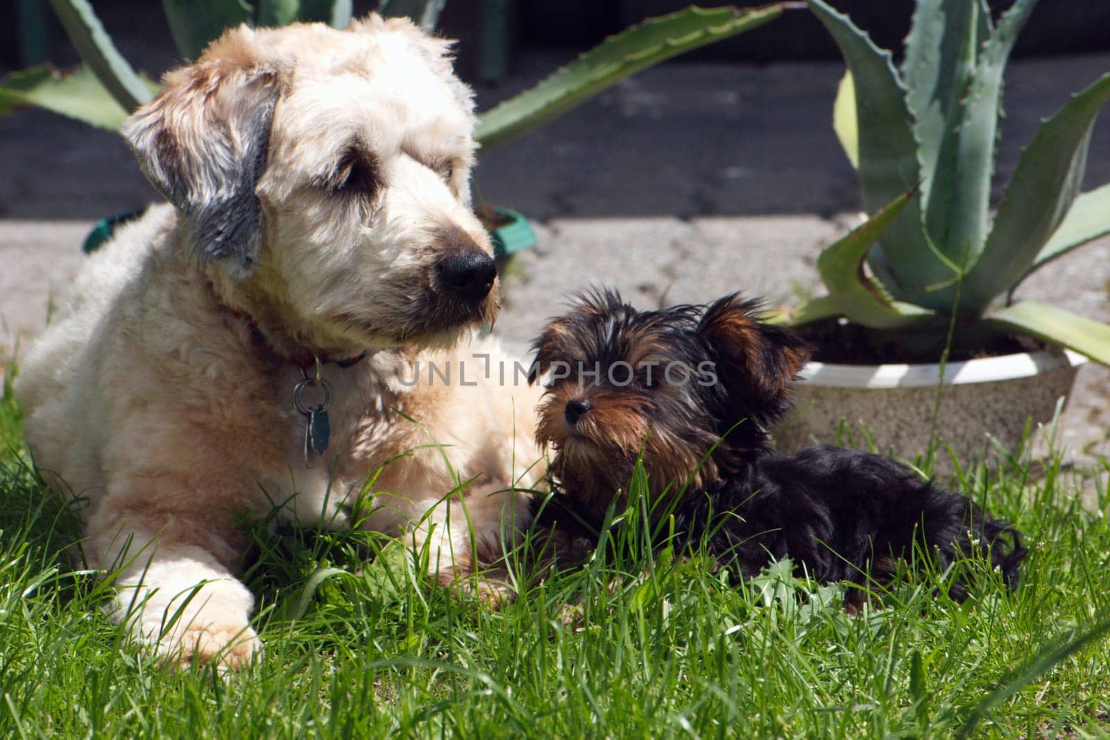 dogs